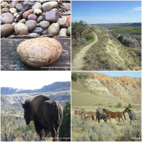 story   rock  bison theodore roosevelt national park
