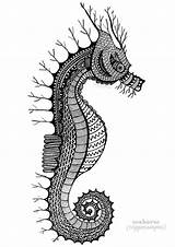 Seahorse Hippocampus sketch template