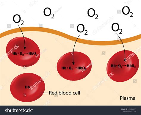 hemoglobin carries oxygen red blood cell stock vector royalty   shutterstock
