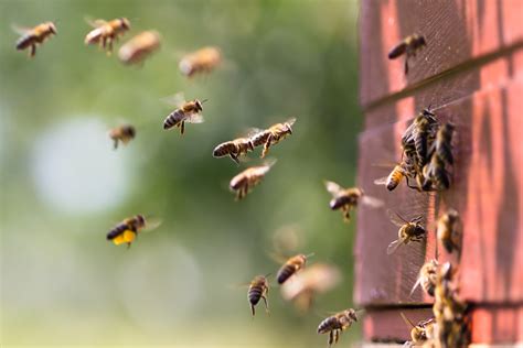 miljoen handtekeningen om bijen en boeren te redden bioforum