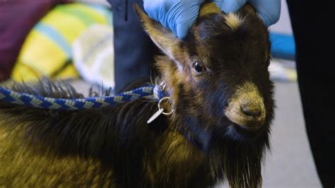 dead goats    rescued  jamul news san diego county news center