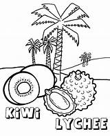 Kiwi Lychee sketch template