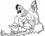 Hen Chicks Coloring Drawing Hens Chicken Pages Colouring Colour Wings Nest Under Chickens Color Printable Her Chooks Popular Coloringhome Paintingvalley sketch template