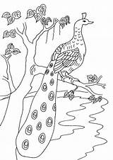 Peacock Coloring Tulamama sketch template