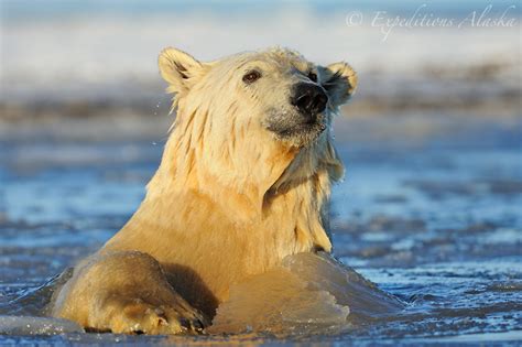 Polar Bears Are Marine Mammals Arctic Ocean Alaska
