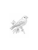 Bluebird Coloring Eastern Singing sketch template