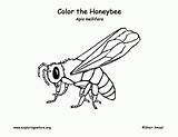 Bees Realistic Honeybee sketch template