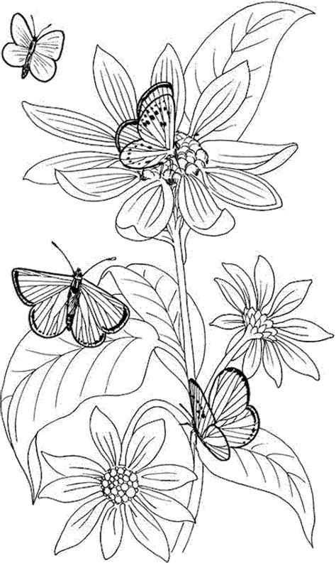 flower coloring pages  adults printable kids colouring pages