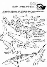 Shark Coloring Sharks Pages Tiger Types Drawing Printable Megalodon Sheet Lemon Different Print Sheets Species Rocks Color Great Goblin Week sketch template