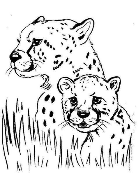 cheetah coloring pages printable     collection  cheetah