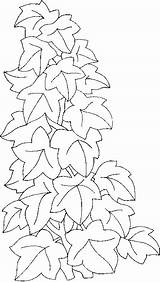 Ivy Coloring Climbing Drawings Plants Leaf Leaves Drawing Line Tree Pages Dessin Lierre Advent Alphabet Inn Gif Fleur Getdrawings Template sketch template