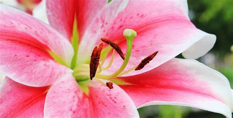 lilien die edelsten der blumen