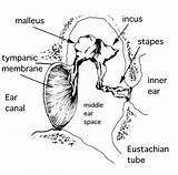 Ear Middle Anatomy Bones Hearing Ossicles Bone Tegmen Inner Chain Speaking Mastoid Does Work Incus Malleus Stapes Tympanic Cavity Tympani sketch template