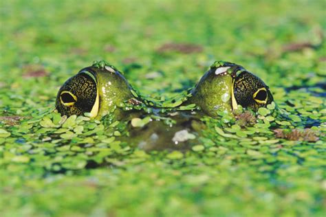 portland bullfrogs    uninvited guests  crash