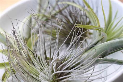 how to take care of air plants easy terrarium idea hairs out of place
