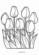 Kleurplaten Tulipanes Tulipani Lalele Stampare Plansa Colorat Flower Tulipes Topkleurplaat Bloem1 Creciendo Tigrisor Planse Kleurplaat Fleur Kleuren Bloem Flori Tulip sketch template