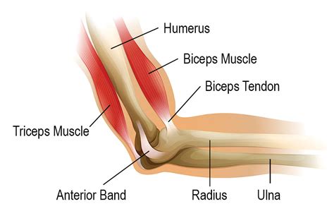 Tendon Diagram Knee Tendons Medical Vector Illustration