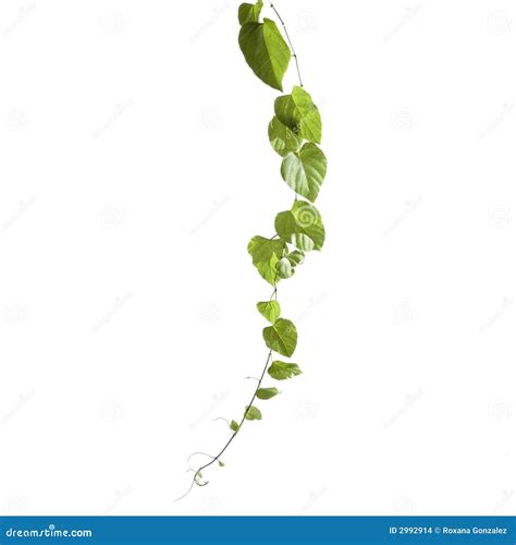 stem  green leaves stock images image