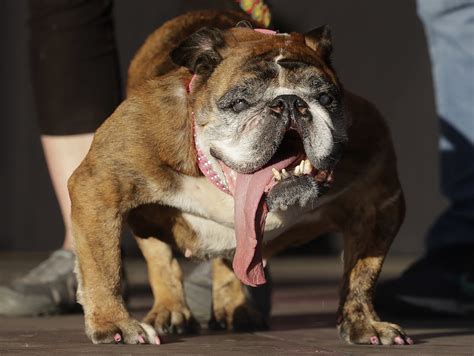 bulldog  minnesota wins worlds ugliest dog title mpr news