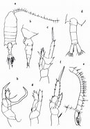 Afbeeldingsresultaten voor "centropages Brachiatus". Grootte: 130 x 185. Bron: copepodes.obs-banyuls.fr