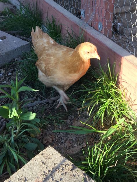 gender and breed advice needed backyard chickens learn how to