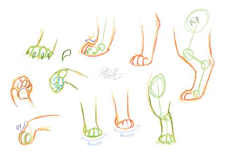 cat paw drawing reference
