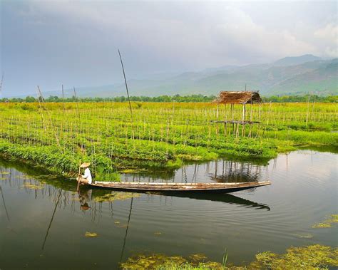 floating gardens  photo  freeimages