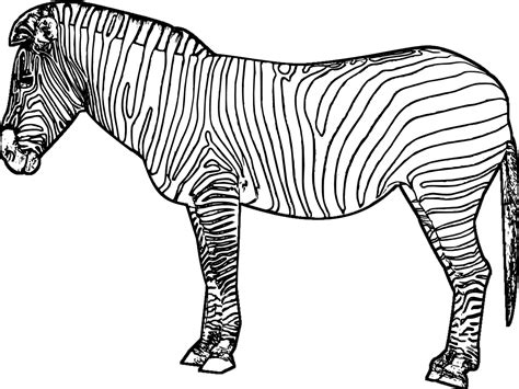 zebra  animals  printable coloring pages