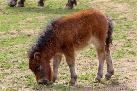 conheca ponei caracteristicas como cuidar preco  mais guia animal