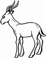 Coloring Antelope sketch template
