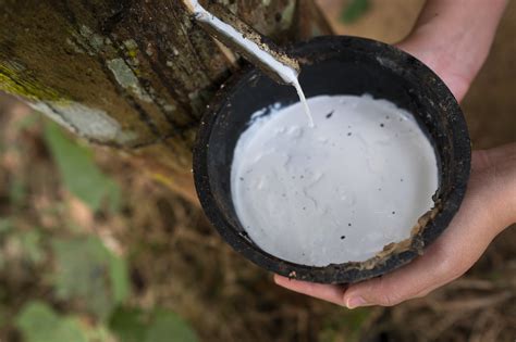 global platform  sustainable natural rubber