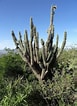 Afbeeldingsresultaten voor "sagenoscena Tetracantha". Grootte: 77 x 106. Bron: www.cactusinhabitat.org