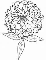 Dahlia Coloring Pages Flower Printable sketch template