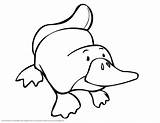 Platypus Billed Duck sketch template