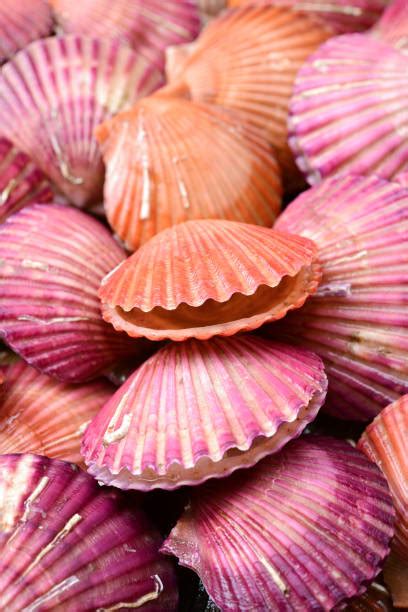 pink shell stock  pictures royalty  images istock