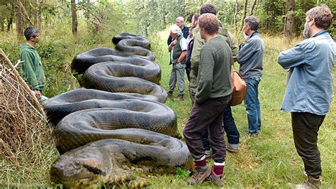 Huge Burmese Pythons In Florida Huggers Ca
