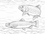 Trout Ausmalbilder Coloriage Supercoloring Imprimer Truite Fishing Bachforelle Salmo Saltwater Trouts Ausmalbild Trutta Stampare Paintingvalley Adults Trote Zeichnen Dentistmitcham sketch template