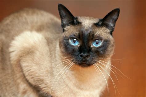 6 cat breeds with blue eyes