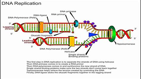 Tss Connected ขั้นตอนการจำลองตัวเองของดีเอ็นเอ Dna Replication