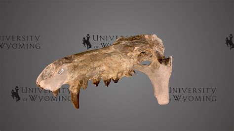 uw6856 archaeotherium mortoni skull download free 3d model by