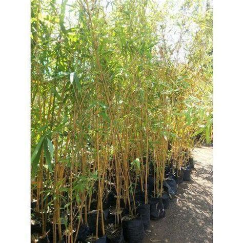 bamboo plants  rs piece bamboo plants id