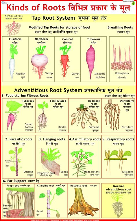 kinds  roots charts bll vidya chitr