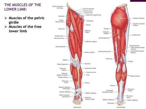 solution  muscle    limb detailed  studypool