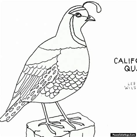 california quail coloring page easy peasy colorings