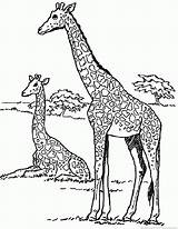 Giraffe Girraffe Rsd7 Torun 123coloringpages sketch template