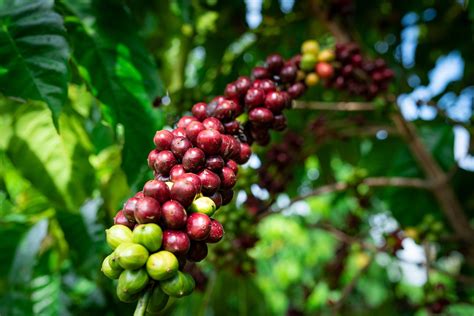 coffee tree beans seeds  photo  pixabay pixabay