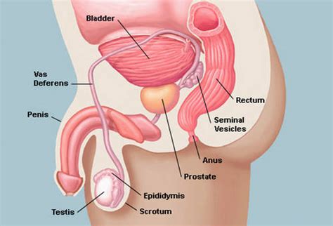 Prostate Location Where Is The Prostate Located