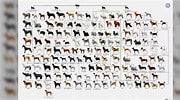 犬 系統図 に対する画像結果.サイズ: 180 x 100。ソース: b.hatena.ne.jp