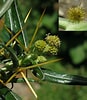 Afbeeldingsresultaten voor "castanidium Spinosum". Grootte: 87 x 100. Bron: www.maltawildplants.com