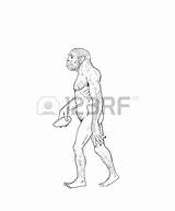 Erectus Drawing Homo Evolution Human Getdrawings Drawings sketch template